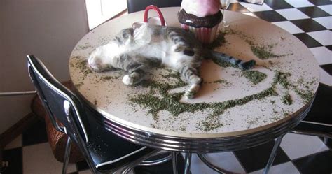 10+ Times Cats Found Catnip, And Cat.exe Stopped Functioning | Bored Panda