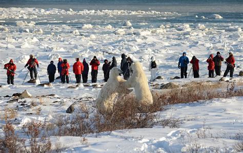 9-day Arctic Safari tour in Canadian Barren Lands and Hudson Bay, Manitoba