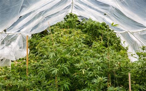 How to grow marijuana outdoors | Leafly