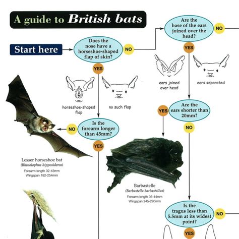 British Bats - Peoples Trust for Endangered Species