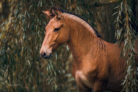 I Photographed A Zorse – The Hybrid Most People Don’t Think Exists (10 ...