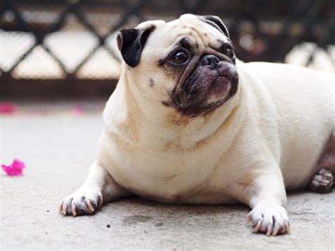 Cute pug dog stock photo. Image of fawn, home, breed - 71066916