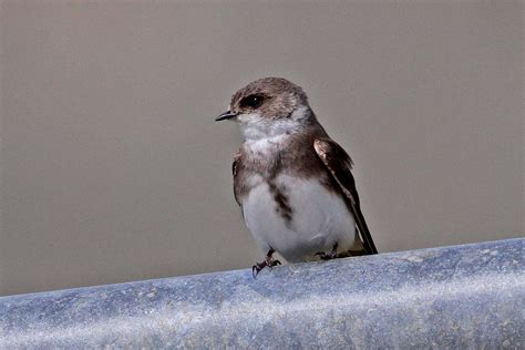 Sand martin | Scottish Wildlife Trust