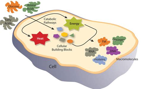 11.3: Metabolism Overview - Medicine LibreTexts