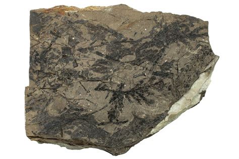 5.55" Conifer Fossil Plate - McAbee, BC (#255574) For Sale - FossilEra.com