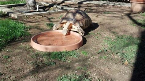 sulcata tortoise care group - Marhta Judge