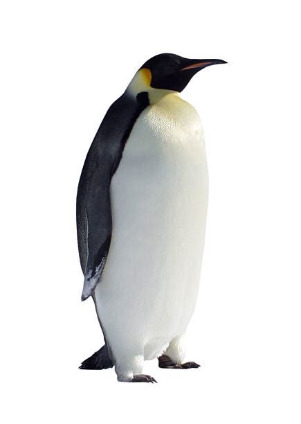 Penguin White Background Stock Photos, Pictures & Royalty-Free Images - iStock