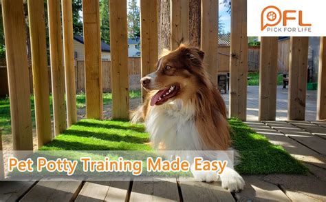 Amazon.com : Artificial Grass Patch for Dogs Potty Training 39.3X 31.5 ...