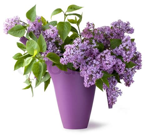 Bouquet of lilac flower | Stock Photo | Colourbox