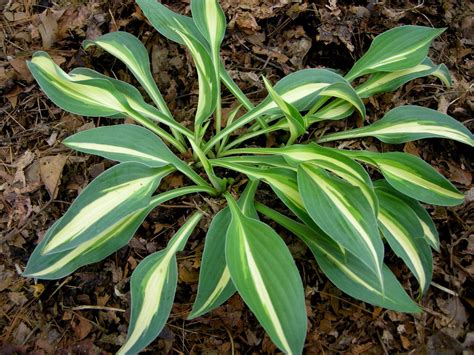 Miniature (& Small) Hostas | Shade garden, Hostas, Shade plants