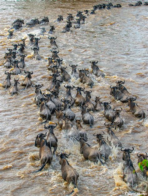 Serengeti-River Crossing | Serengeti National Park, Tanzania 2020 ...