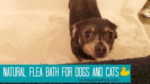 Natural Flea Bath for Dogs and Cats - Irresistible Pets