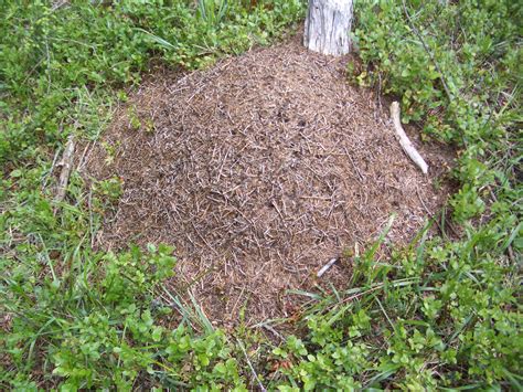 File:Wood Ant Nest 1.jpg - Wikimedia Commons