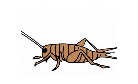 Cricket clipart cricket bug, Cricket cricket bug Transparent FREE for download on WebStockReview ...