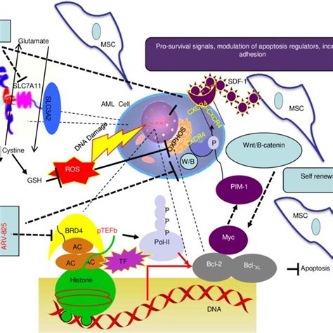 (PDF) BETP degradation simultaneously targets acute myelogenous leukemia stem cells and the ...