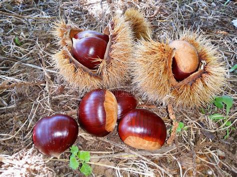 Castagne stock photo. Image of italian, fruit, cultivation - 60026222