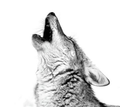 Howling Coyote BW Photograph by Athena Mckinzie | Pixels