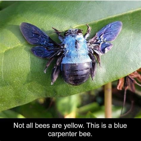 blue bee............ : r/bee