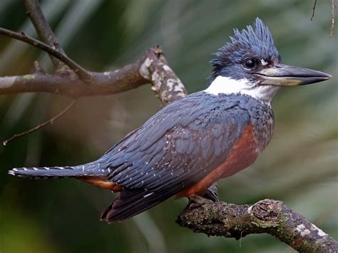 Ringed Kingfisher - eBird