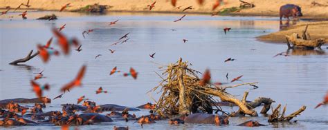 [Video] The South Luangwa Safari Experience | Art Of Safari