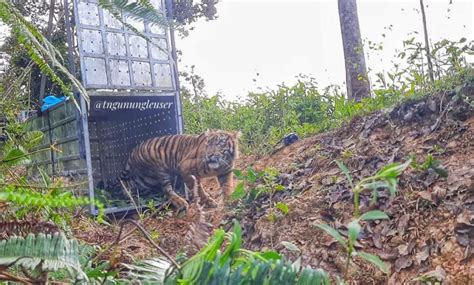 Harimau Sumatera “Danau Putra” Dilepasliarkan ke Habitat Alaminya - indoposco