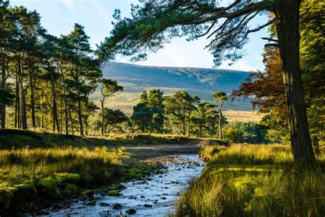 A walk through the Forest of Bowland: 'I feel the immensity of the ...