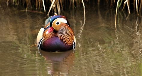 Duck Mandarin Plumage - Free photo on Pixabay - Pixabay