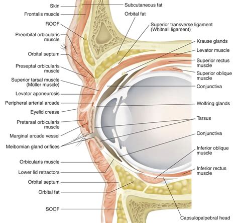 Upper and lower eyelid anatomy - American Academy of Ophthalmology