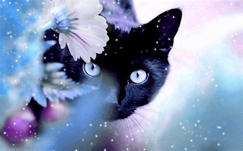 Free download Cats images Beautiful Cat HD wallpaper and background ...