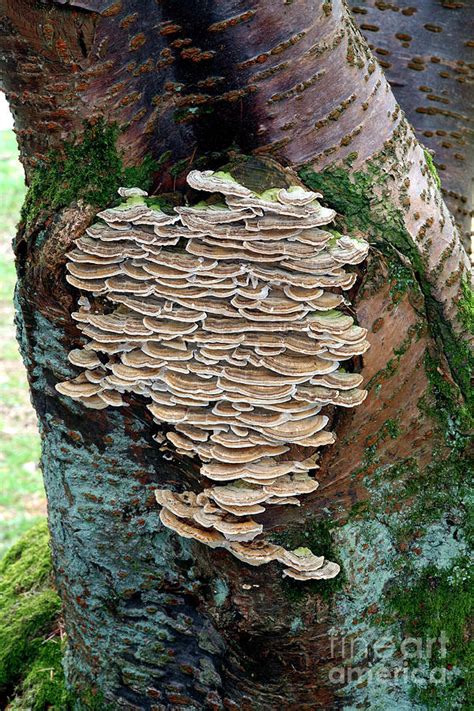 Many-coloured Polypore Fungi Photograph by Dr Keith Wheeler/science ...