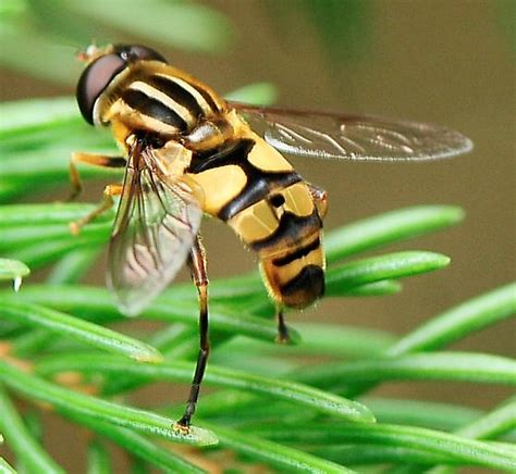 Syrphidae - Syrphid Flies Helophilus fasciatus - Helophilus fasciatus ...