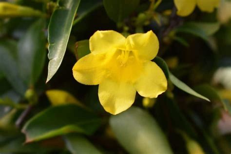 How To Grow and Care for Carolina Jasmine Vines (Gelsemium sempervirens ...