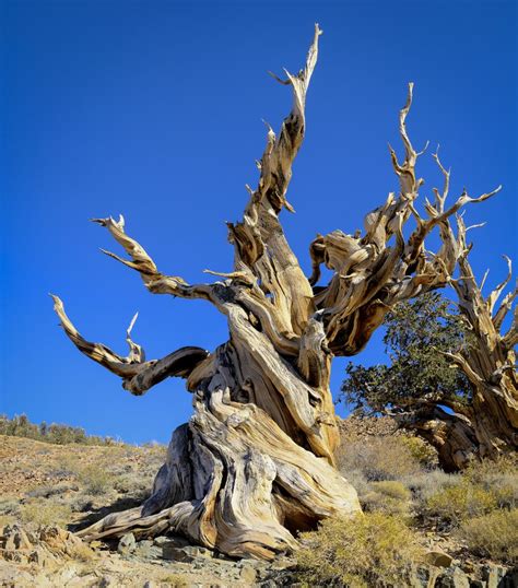 Ancient Bristlecone Pine - Ancient Bristlecone Pine Forest CA[OC][7042x8000] http://ift.tt ...