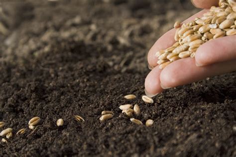 Sowing the Seeds of Good Health | Meridian Magazine Meridian Magazine