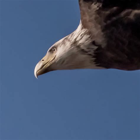 Eagle Vision Photograph by Terry DeLuco - Pixels