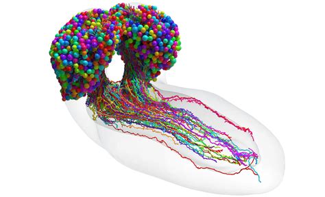 First-Ever Complete Wiring Map of Insect Brain Neurons - Techno Blender