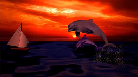 Dolphin Sunset Wallpapers - Top Free Dolphin Sunset Backgrounds - WallpaperAccess