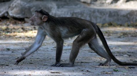 Free photo "Monkey Walking"