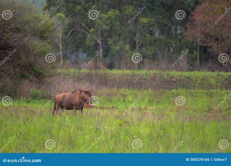 Pretty Specimen of Wildebeest Stock Photo - Image of africa, brown ...