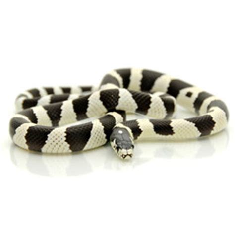 KING SNAKES Black & White Banded California King Snake from ReptMart.com