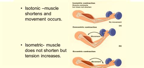 How Isometric Exercises Can Reduce Tendon Pain