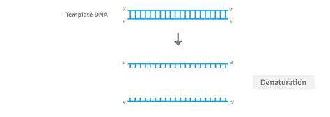 What Are The Three Main Steps In The Pcr Process - slide share