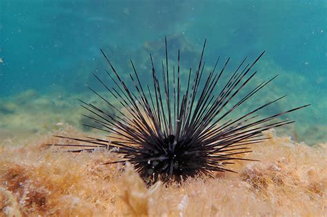 FSU researchers find sea urchin die-offs threaten Caribbean coral reefs ...