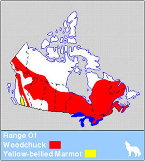 Marmot | The Canadian Encyclopedia