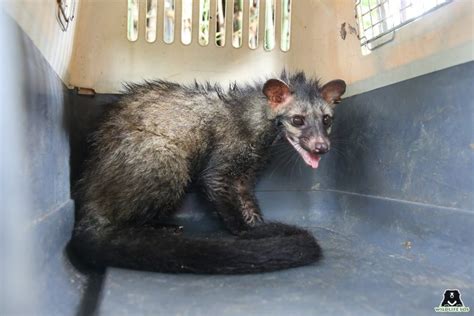 Civets In The City: Unusual Rescues In Agra - Wildlife SOS