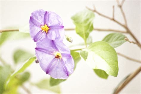 Pastel Flowers Free Stock Photo - Public Domain Pictures