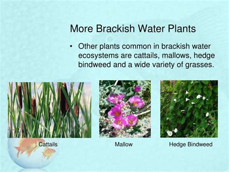 PPT - Aquatic Science PowerPoint Presentation - ID:2041102