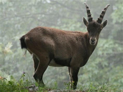 Ibex Info - Photo 2