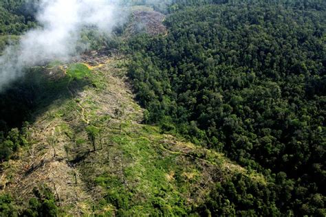 Taman Nasional Gunung Leuser – Sejarah, Alam, Tanaman Fauna & Wisata