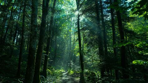 Greenery Forest Nature Path With Sunbeam 4K HD Nature Wallpapers | HD Wallpapers | ID #43443